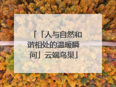 「人与自然和谐相处的温暖瞬间」云端鸟巢