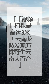 「视频」植株最高达3米！云南龙陵发现万株野生云南大百合
