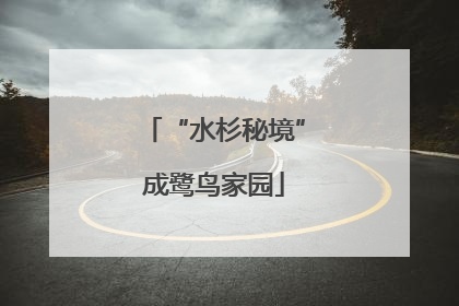 “水杉秘境”成鹭鸟家园