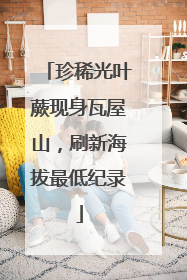 珍稀光叶蕨现身瓦屋山，刷新海拔最低纪录
