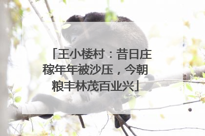 王小楼村：昔日庄稼年年被沙压，今朝粮丰林茂百业兴