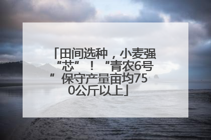 田间选种，小麦强“芯”！“青农6号”保守产量亩均750公斤以上