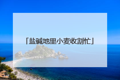 盐碱地里小麦收割忙