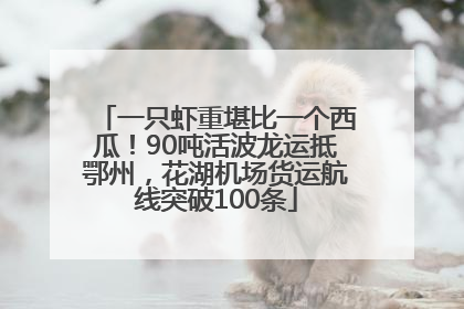 一只虾重堪比一个西瓜！90吨活波龙运抵鄂州，花湖机场货运航线突破100条