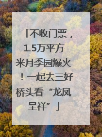 不收门票，1.5万平方米月季园爆火！一起去三好桥头看“龙凤呈祥”