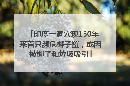 印度一洞穴现150年来首只濒危椰子蟹，或因被椰子和垃圾吸引