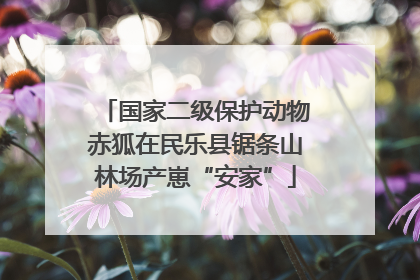 国家二级保护动物赤狐在民乐县锯条山林场产崽“安家”