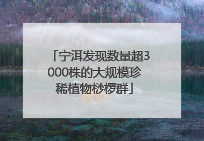 宁洱发现数量超3000株的大规模珍稀植物桫椤群
