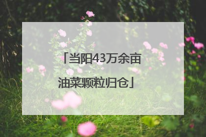 当阳43万余亩油菜颗粒归仓