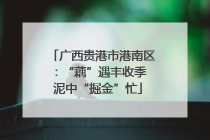 广西贵港市港南区：“藕”遇丰收季 泥中“掘金”忙