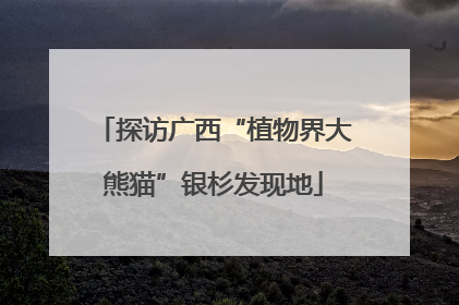 探访广西“植物界大熊猫”银杉发现地