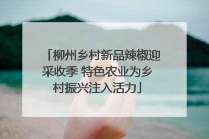 柳州乡村新品辣椒迎采收季 特色农业为乡村振兴注入活力