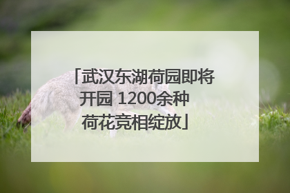 武汉东湖荷园即将开园 1200余种荷花竞相绽放