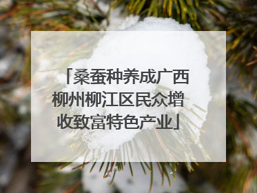 桑蚕种养成广西柳州柳江区民众增收致富特色产业