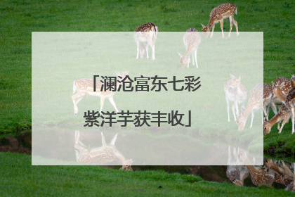 澜沧富东七彩紫洋芋获丰收