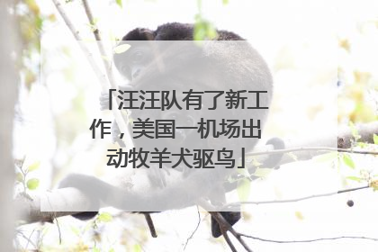 汪汪队有了新工作，美国一机场出动牧羊犬驱鸟