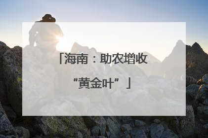 海南：助农增收 “黄金叶”
