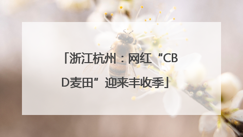 浙江杭州：网红“CBD麦田”迎来丰收季