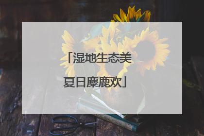 湿地生态美 夏日麋鹿欢