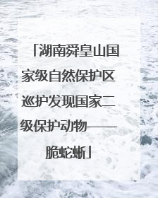 湖南舜皇山国家级自然保护区巡护发现国家二级保护动物——脆蛇蜥