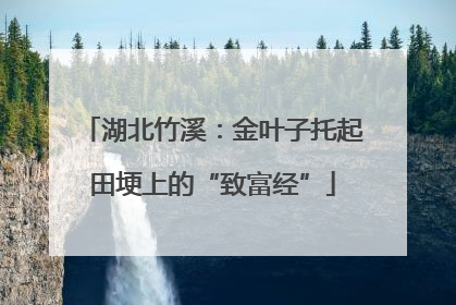 湖北竹溪：金叶子托起田埂上的“致富经”