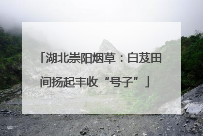 湖北崇阳烟草：白芨田间扬起丰收“号子”