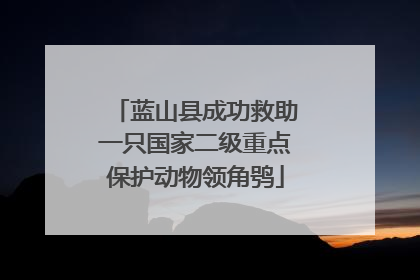 蓝山县成功救助一只国家二级重点保护动物领角鸮