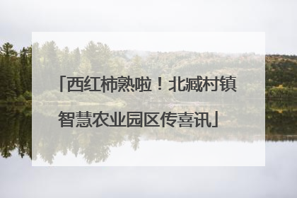 西红柿熟啦！北臧村镇智慧农业园区传喜讯