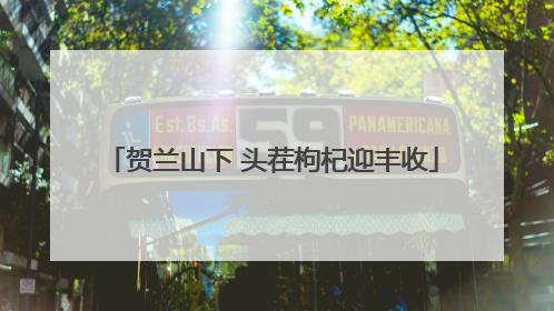 贺兰山下 头茬枸杞迎丰收