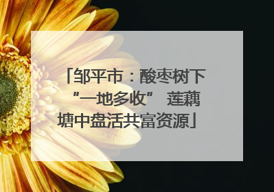 邹平市：酸枣树下“一地多收” 莲藕塘中盘活共富资源
