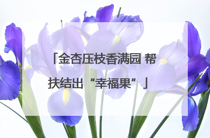 金杏压枝香满园 帮扶结出“幸福果”