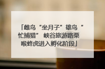 雌鸟“坐月子”雄鸟“忙捕猎” 峡谷旅游路栗喉蜂虎进入孵化阶段