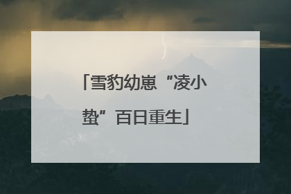 雪豹幼崽“凌小蛰”百日重生