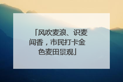 风吹麦浪、识麦闻香，市民打卡金色麦田景观
