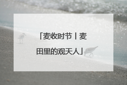 麦收时节丨麦田里的观天人