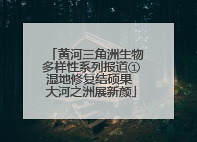 黄河三角洲生物多样性系列报道①湿地修复结硕果 大河之洲展新颜