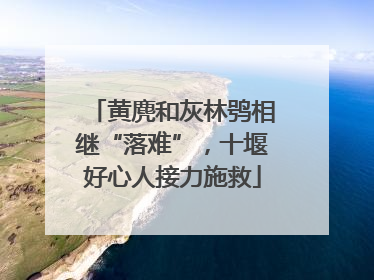 黄麂和灰林鸮相继“落难”，十堰好心人接力施救