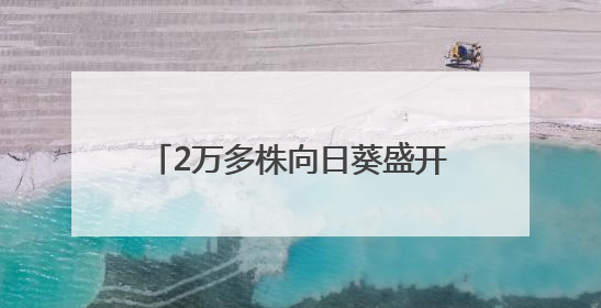 2万多株向日葵盛开，武生院打造全国最美毕业“背景墙”